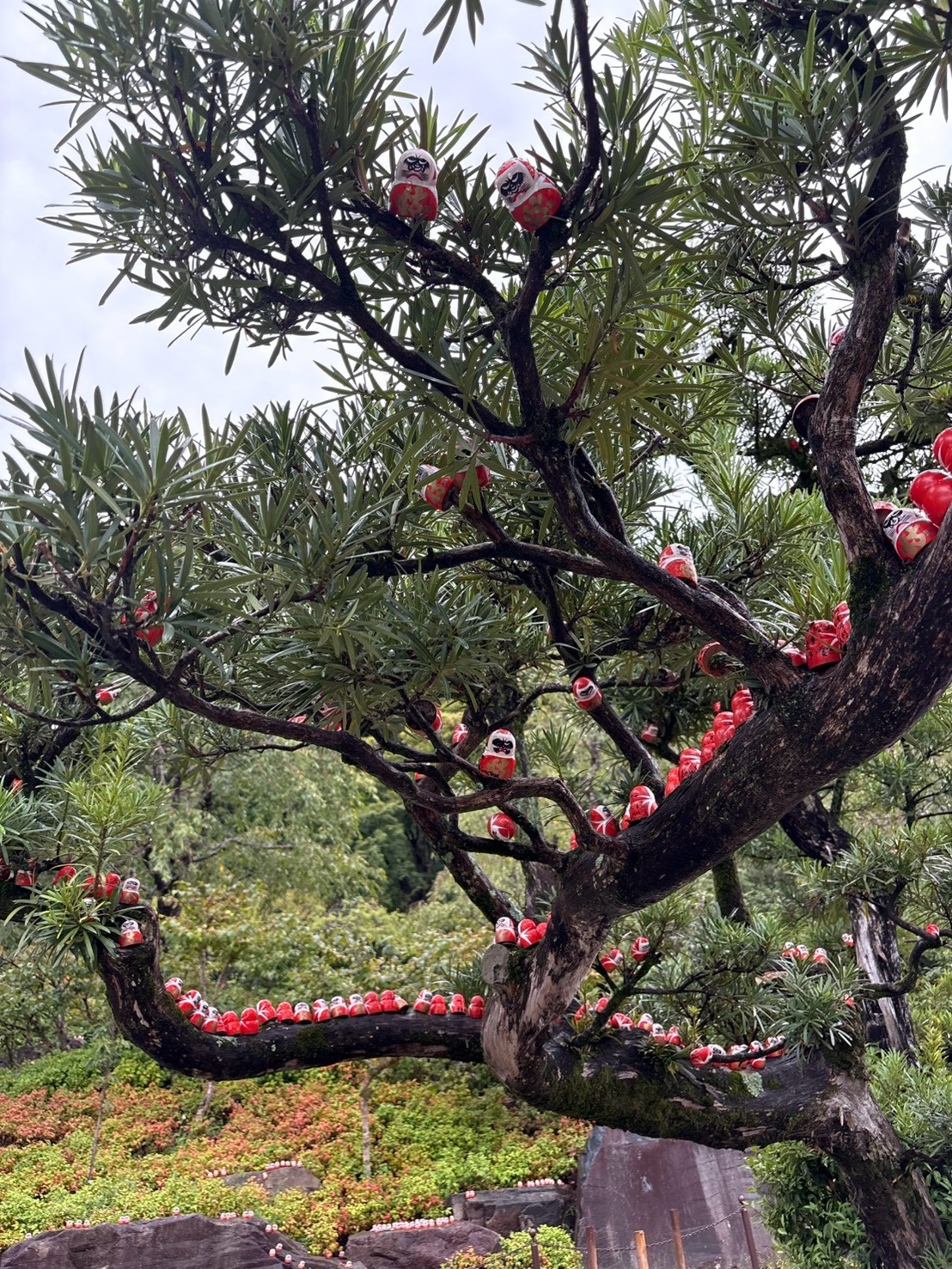 Daruma dolls among tree branches at Katsuoji Temple